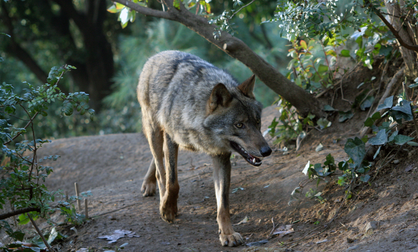 Iberian wolf | Zoo Barcelona